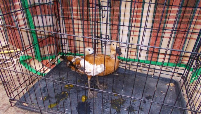 Nielegalna hodowla ptaków chronionych zamknięta.